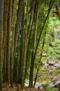 Bamboo Garden of Tranquility