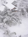 Bamboo garden under the snow