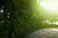 Bamboo garden with warm sun lights . nature landscape scene . green environment zen style . copy space wallpaper . Royalty Free Stock Photo