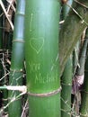 Bamboo graffiti love Royalty Free Stock Photo