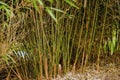 Bamboo grass