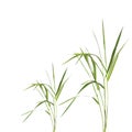 Bamboo Grass Royalty Free Stock Photo