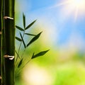 Bamboo grass Royalty Free Stock Photo