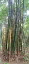 Although bamboo is a grass, many of the larger bamboos are very tree-like in madhubani bihar india