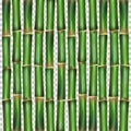 Bamboo grass oriental wallpaper vector illustration Royalty Free Stock Photo