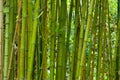 Bamboo grass stalk plants stems growing in dense forest Royalty Free Stock Photo