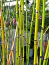 Bamboo grass type Chusquea culeou tall green shoots