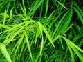 Bamboo is a grass-type plant with cavities and segments in its stems and is green in color