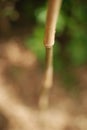 Bamboo grass zen Royalty Free Stock Photo