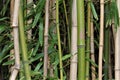 Bamboo Royalty Free Stock Photo