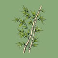Minimalist Bamboo Vector Graphic With Hand-coloring