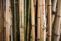 Bamboo green forest background