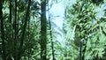 Bamboo green forest in deep fog Royalty Free Stock Photo