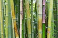 Bamboo green jungle or forest background.