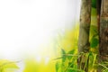 Bamboo and green leaf background with copy space for text or image Royalty Free Stock Photo