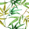 Bamboo green leaf. Leaf plant botanical garden floral foliage. Seamless background pattern. Royalty Free Stock Photo