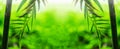 Bamboo green leaf soft blurred Royalty Free Stock Photo