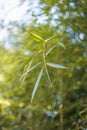 Bamboo green leaves in closeup