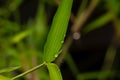 Bamboo green leaves in rainy days for natural background Royalty Free Stock Photo