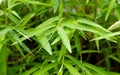 Bamboo green leaves in rainy days for natural background Royalty Free Stock Photo