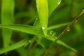 Bamboo green leaves in rainy days for natural background Royalty Free Stock Photo