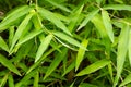 Bamboo green leaves in rainy days for natural background Royalty Free Stock Photo
