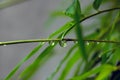 Bamboo green leaves in rainy days for natural background Royalty Free Stock Photo