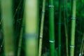 Bamboo natural japanese background wallpaper