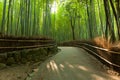 Bamboo grove Royalty Free Stock Photo