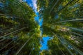 Bamboo Grove in Adashino Nenbutsu-ji Temple, Tokyo Royalty Free Stock Photo