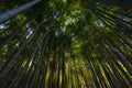 Bamboo Grove in Adashino Nenbutsu-ji Temple, Tokyo Royalty Free Stock Photo