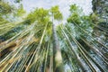 Bamboo grove at Arashiyama bamboo forest in Kyoto, Japan Royalty Free Stock Photo