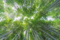 Bamboo grove at Arashiyama bamboo forest in Kyoto, Japan Royalty Free Stock Photo