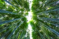 Bamboo Grove at Arashiyama in Kyoto Royalty Free Stock Photo