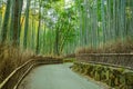 Bamboo Grove at Arashiyama in Kyoto Royalty Free Stock Photo