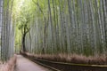 Bamboo Grove, Arashiyama, Kyoto Royalty Free Stock Photo