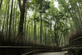 Bamboo grove in Arashiyama in Kyoto, Japan Royalty Free Stock Photo