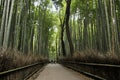 Bamboo grove in Arashiyama in Kyoto, Japan Royalty Free Stock Photo