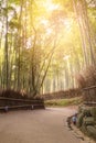 Bamboo grove in autumn season at Arashiyama in Kyoto Royalty Free Stock Photo