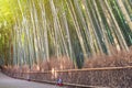 Bamboo grove in autumn season at Arashiyama in Kyoto Royalty Free Stock Photo