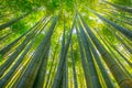 Bamboo grove background Royalty Free Stock Photo