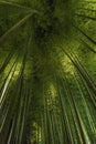 Bamboo grove, bamboo forest at Arashiyama, Kyoto, Japan Royalty Free Stock Photo