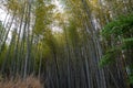 Bamboo grove, bamboo forest at Arashiyama, Kyoto, Japan Royalty Free Stock Photo