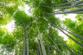 Bamboo grove, bamboo forest at Arashiyama, Kyoto, Japan Royalty Free Stock Photo