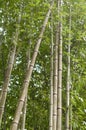 Bamboo grove, bamboo forest natural green background