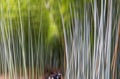 Bamboo Grove in the Beautiful Kameyama Park near Katsura River in Arashiyama, Kyoto, Japan. Adamski effect Royalty Free Stock Photo