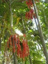 Bamboo grove with bright fruits