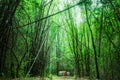 Bamboo grove deep forest Royalty Free Stock Photo