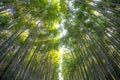 Bamboo forest at Arashiyama, Kyoto, Japan Royalty Free Stock Photo