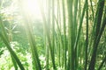 Bamboo grove forest. Underwood view. Exotic tropical nature Royalty Free Stock Photo